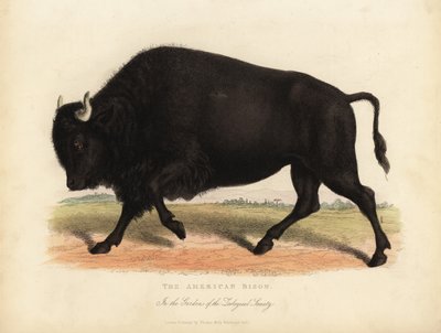 アメリカのバイソン（水牛）、Bison bison。 作： William Smellie