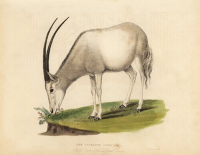 アラビアンオリックスまたはホワイトオリックス、Oryx leucoryx。脆弱である。 作： William Smellie