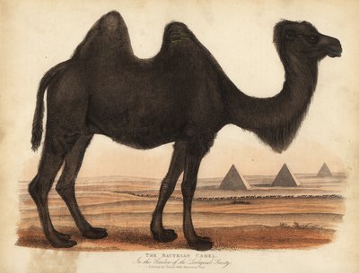 バクトリア・ラクダ（Camelus bactrianus）。 作： William Smellie