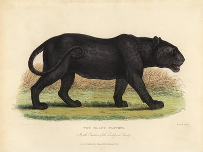 ブラックパンサー（Panthera pardusまたはPanthera onca）。 作： William Smellie