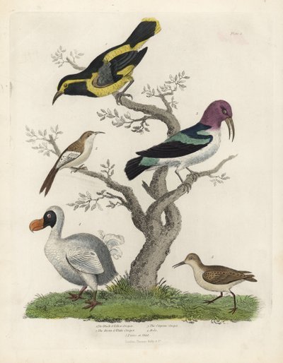 黒と黄色のキバシリ、茶色と白のキバシリ、カイエンキバシリ、Dacnis cayana、ドードー、Raphus cucullatus、パレまたはスティント、Calidris alpina。ウィリアム・スメリーの『Natural Histo』に掲載された作者不明の手彩色銅版画 作： William Smellie