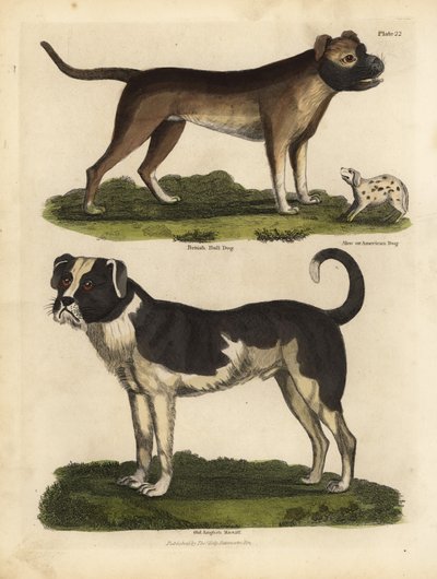 犬の品種、Canis lupus familiaris。 作： William Smellie