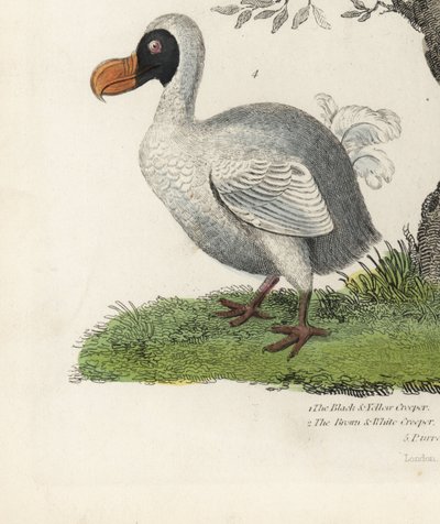 ドードー、Raphus cucullatus、絶滅した飛べない鳥（以前はDidus ineptus）。William Smellie