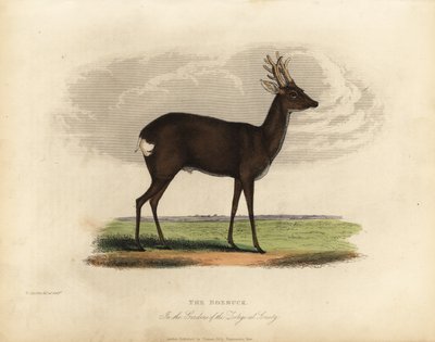 European roe deer, Capreolus capreolus. 作： William Smellie