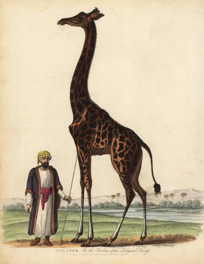 キリン（Giraffa camelopardalis）。 作： William Smellie