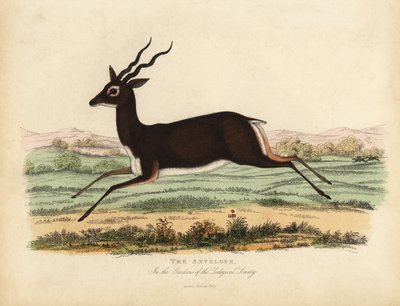 インドのアンテロープまたはブラックバック（Antilope cervicapra）。 作： William Smellie