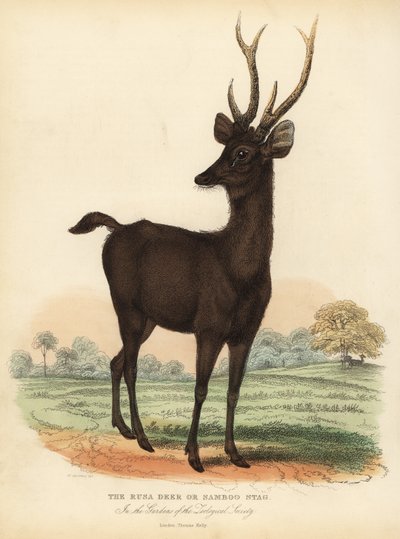 ジャワ・ルサまたはスンダ・サンバー・ジカ、Rusa timorensis。脆弱です。 作： William Smellie