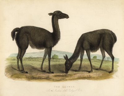 Llama, Lama glama. 作： William Smellie