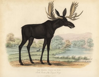 ヘラジカやヘラジカ、Alces alces。 作： William Smellie