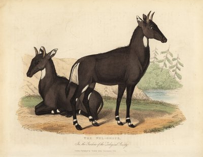 ニルガイまたはブルーブル（Boselaphus tragocamelus）。 作： William Smellie