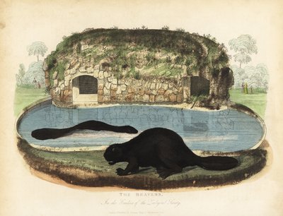 北アメリカのビーバー、Castor canadensis。 作： William Smellie