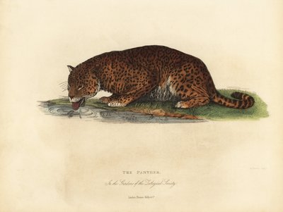 パンサー、Panthera pardusまたはPanthera onca。 作： William Smellie