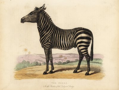 平原のシマウマ、Equus quagga。 作： William Smellie