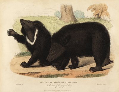 ナマケグマ、Melursus ursinus。脆弱です。 作： William Smellie