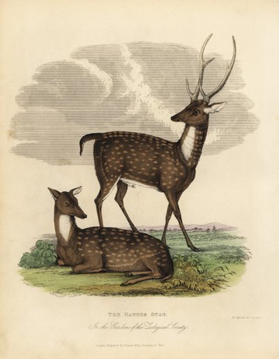 沼地の鹿（バラシンガ）、Rucervus duvaucelii。 作： William Smellie