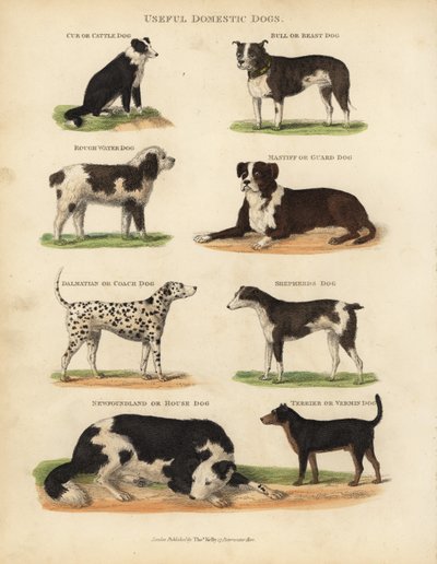 便利な家庭犬、Canis lupus familiaris。 作： William Smellie