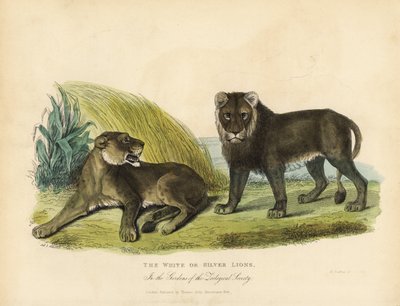 白または銀のライオン、Panthera leo melanochaita。 作： William Smellie