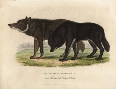 ハドソン湾のオオカミ、Canis lupus。 作： William Smellie