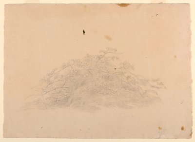 葉の研究 作： William Stanley Haseltine