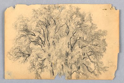 ニレの木の研究 作： William Trost Richards