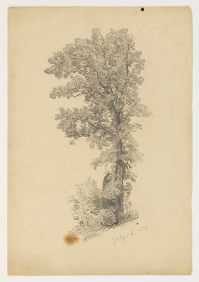 葉の研究 作： William Trost Richards