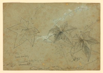 葉の研究 作： William Trost Richards