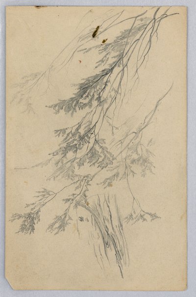 葉の研究 作： William Trost Richards