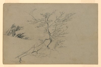 葉の研究 作： William Trost Richards