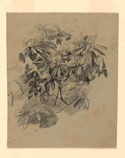 葉の研究 作： William Trost Richards
