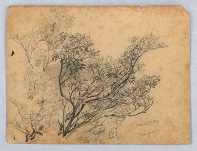 葉の研究 作： William Trost Richards
