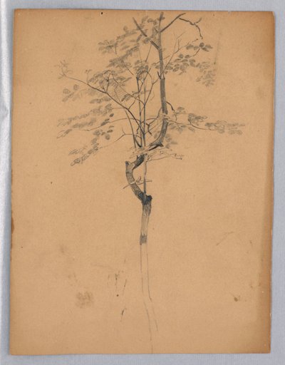 葉の研究 作： William Trost Richards