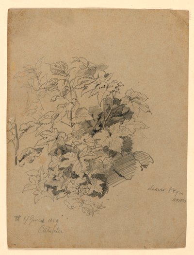葉の研究 作： William Trost Richards