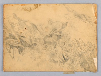 葉の研究 作： William Trost Richards
