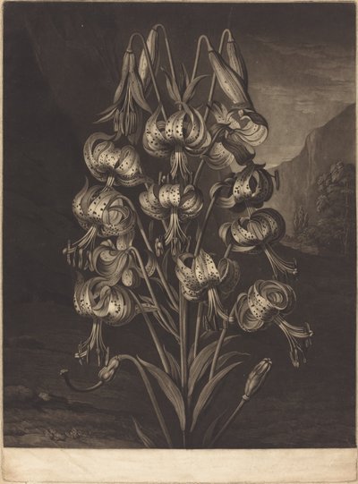 素晴らしいユリ 作： William Ward after Philip Reinagle