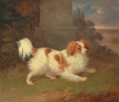Um Spaniel de Blenheim 作： William Webb