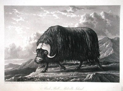 ウィリアム・エドワード・パリー著「Journal of a Voyage for the Discovery of a North West Passage from the Atlantic to the Pacific performed in the Years 1819-20」（1821年発行）より、メルヴィル島のマスク・ブル。 作： William Westall