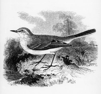 レイのセキレイ、ウィリアムヤレルによる「イギリスの鳥の歴史」のイラスト、1843年に初公開 作： William Yarrell