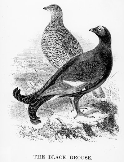 黒ライチョウ、ウィリアムヤレルによる「英国の鳥の歴史」のイラスト、1843年に初公開 作： William Yarrell