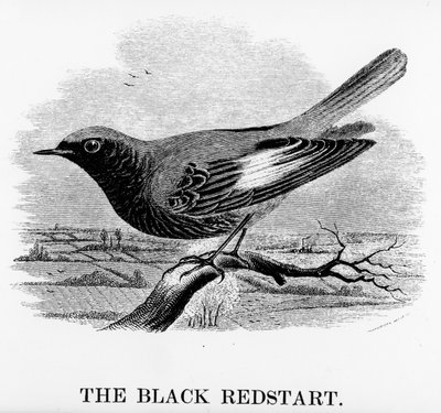 ブラックレッドスタート、ウィリアムヤレルによる「英国の鳥の歴史」のイラスト、1843年に最初に出版された（木版画） 作： William Yarrell