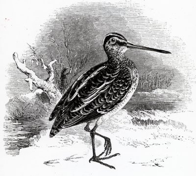 コモンスナイプ、ウィリアムヤレルによる「イギリスの鳥の歴史」のイラスト、1843年に初公開 作： William Yarrell