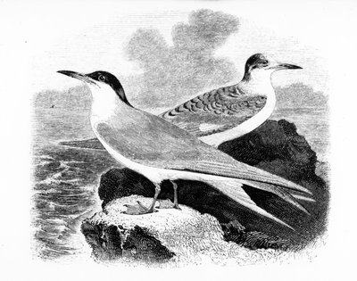 共通アジサシ、ウィリアムヤレルによる「英国の鳥の歴史」のイラスト、1843年に初公開 作： William Yarrell