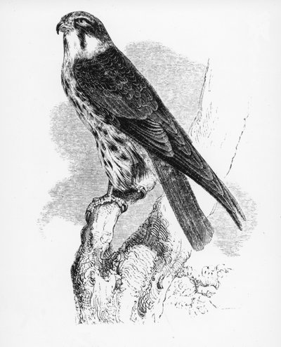 趣味、ウィリアムヤレルによる「英国の鳥の歴史」のイラスト、1843年に初公開 作： William Yarrell