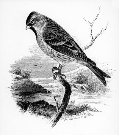 レッサーレッドポール、ウィリアムヤレルによる「英国の鳥の歴史」のイラスト、1843年に初公開 作： William Yarrell