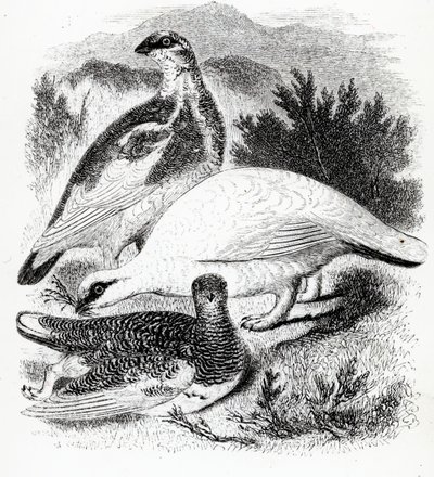 ターミガン、ウィリアムヤレルによる「英国の鳥の歴史」のイラスト、1843年に初公開 作： William Yarrell