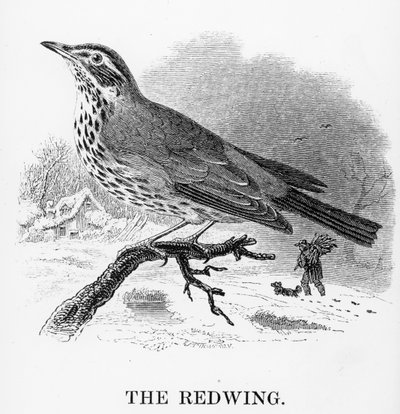 レッドウィング、ウィリアムヤレルによる「英国の鳥の歴史」のイラスト、1843年に初公開 作： William Yarrell