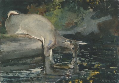 鹿を飲む、1892（紙にトイレ） 作： Winslow Homer
