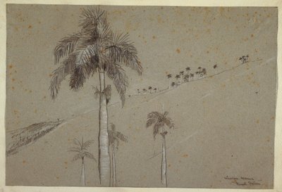 ドローイング、ロイヤルパーム、キューバ、1885年 作： Winslow Homer