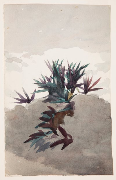 マゲイの群生がある丘の中腹 作： Winslow Homer