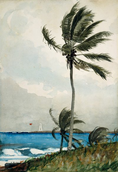 パームツリー、ナッソー、1898年（オフホワイトの織り紙にトイレとグラファイト） 作： Winslow Homer