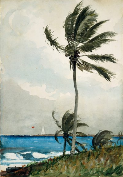 パームツリー、ナッソー、1898年 作： Winslow Homer